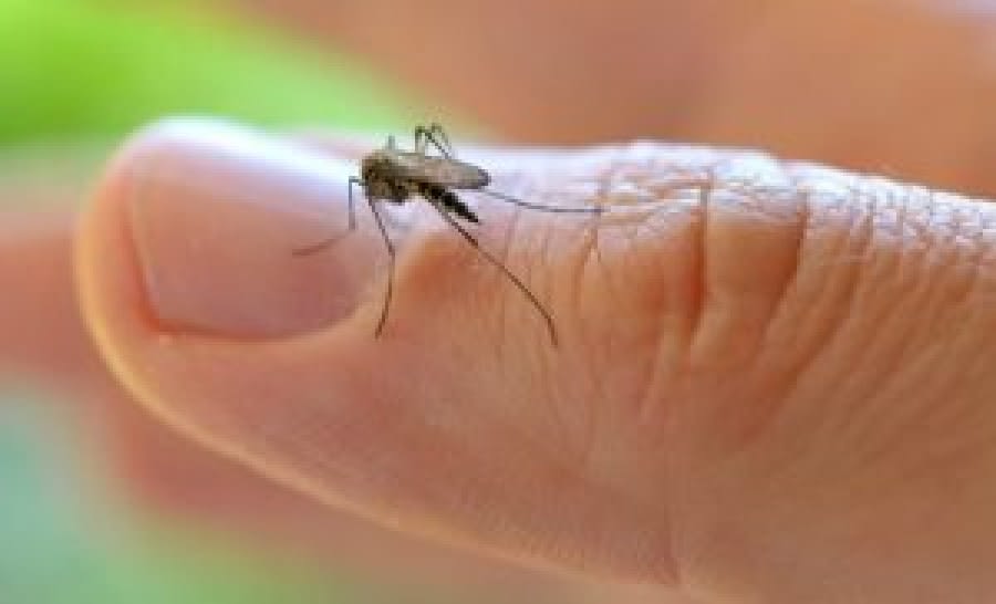 Virus West Nile în România