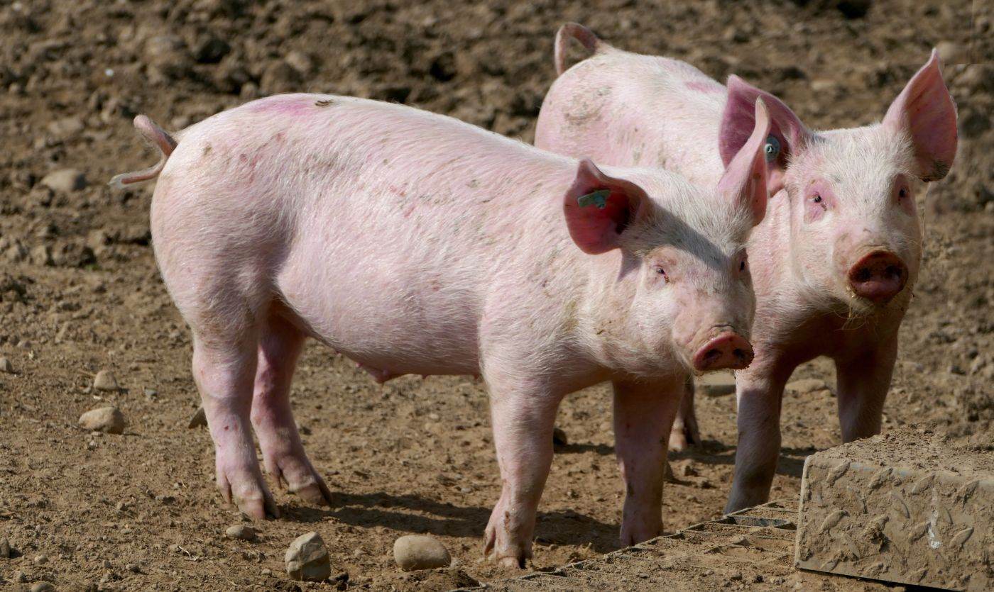 Președintele Nicușor Dan a promulgat legile pentru sprijinul crescătorilor de porci și bovine