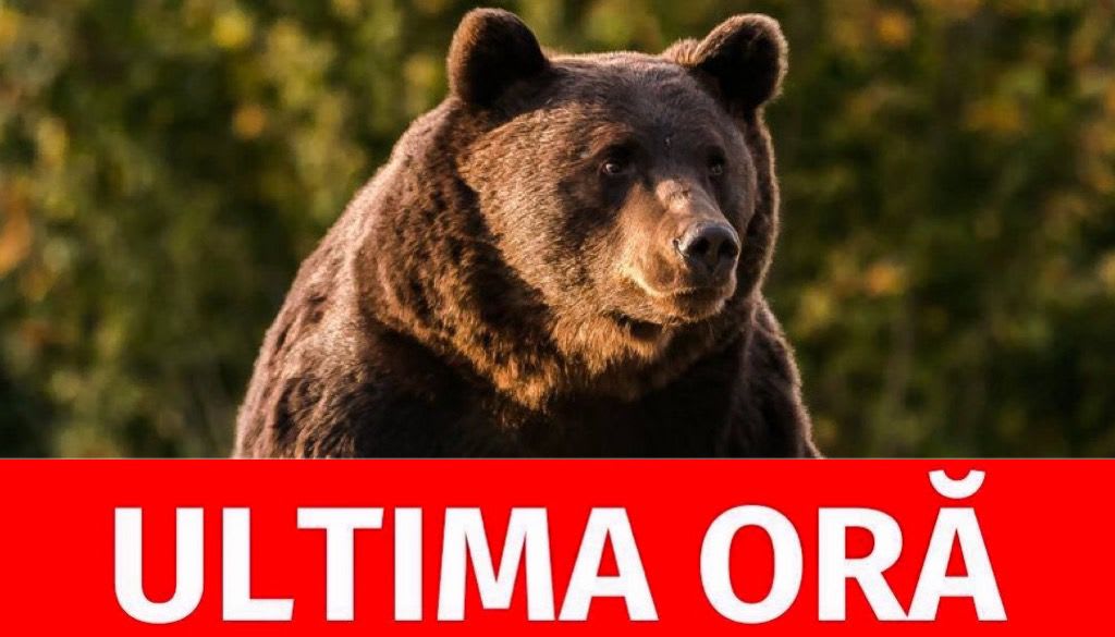 Urs în zona urbană Mioveni, alertă maximă Urs în zona urbană Mioveni, alertă maximă