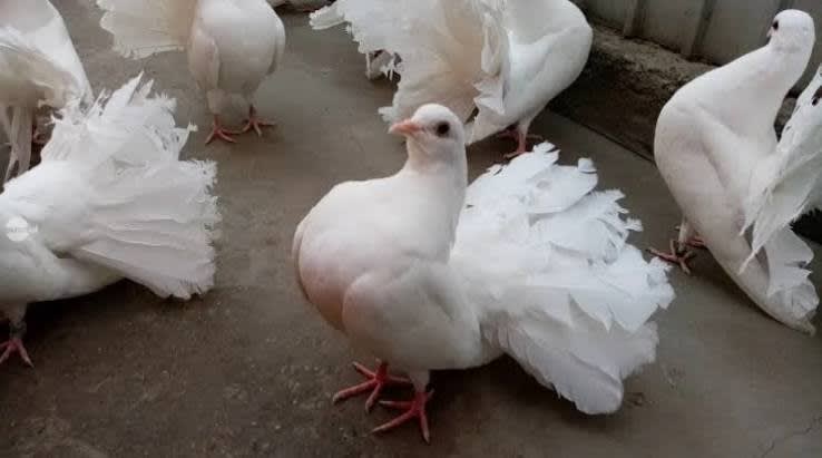 Târg de porumbei, păsări de curte și animale de blană la Luduș