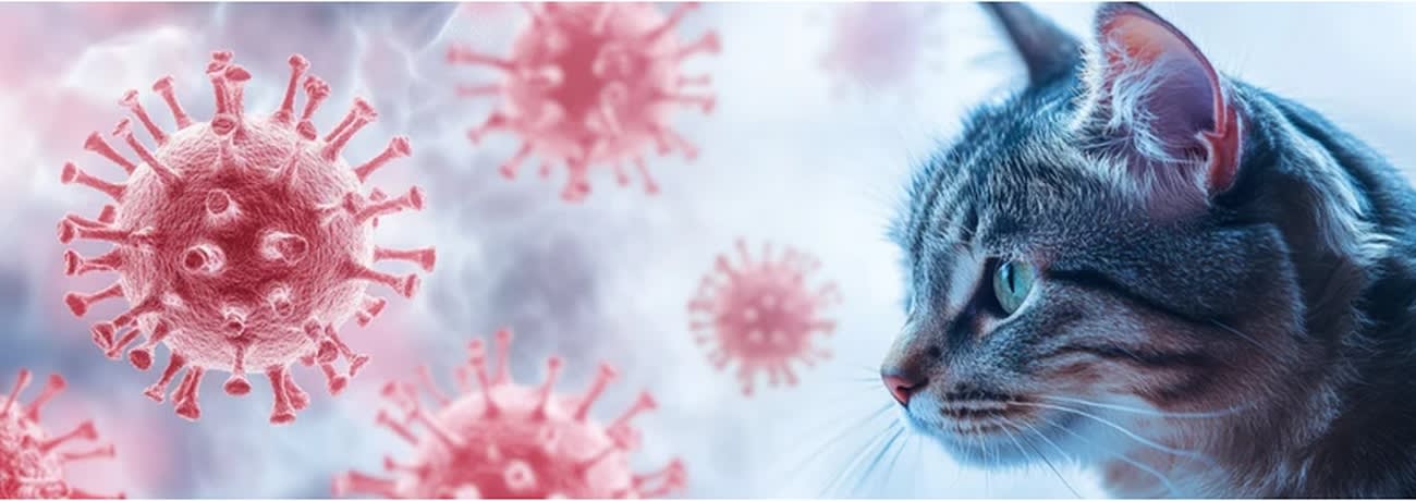 Virusuri feline în laborator, cercetare genetică Virusuri feline în laborator, cercetare genetică