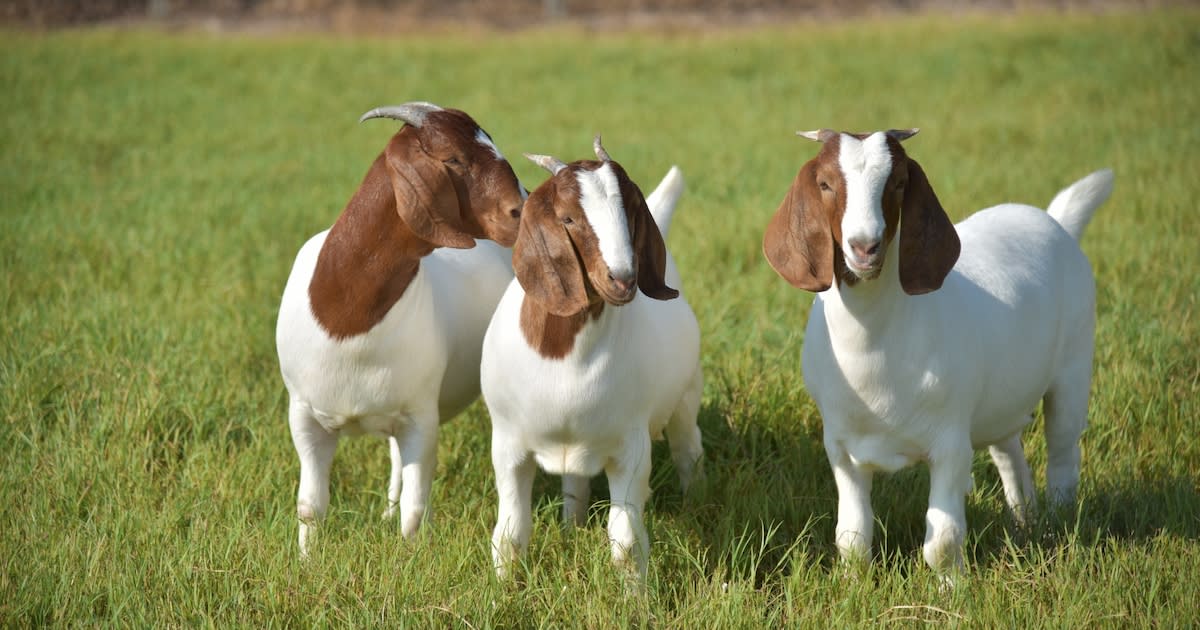 Român din Italia, acuzat că a răpit și violat animale de la o fermă didactică