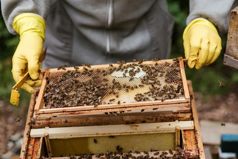 Agricultura pe înțelesul tuturor – Apicultura, între lege și fărădelege (1)