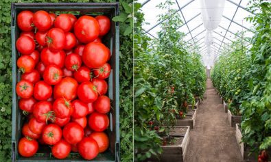 DAJ Giurgiu campanie sprijin legume DAJ Giurgiu campanie sprijin legume