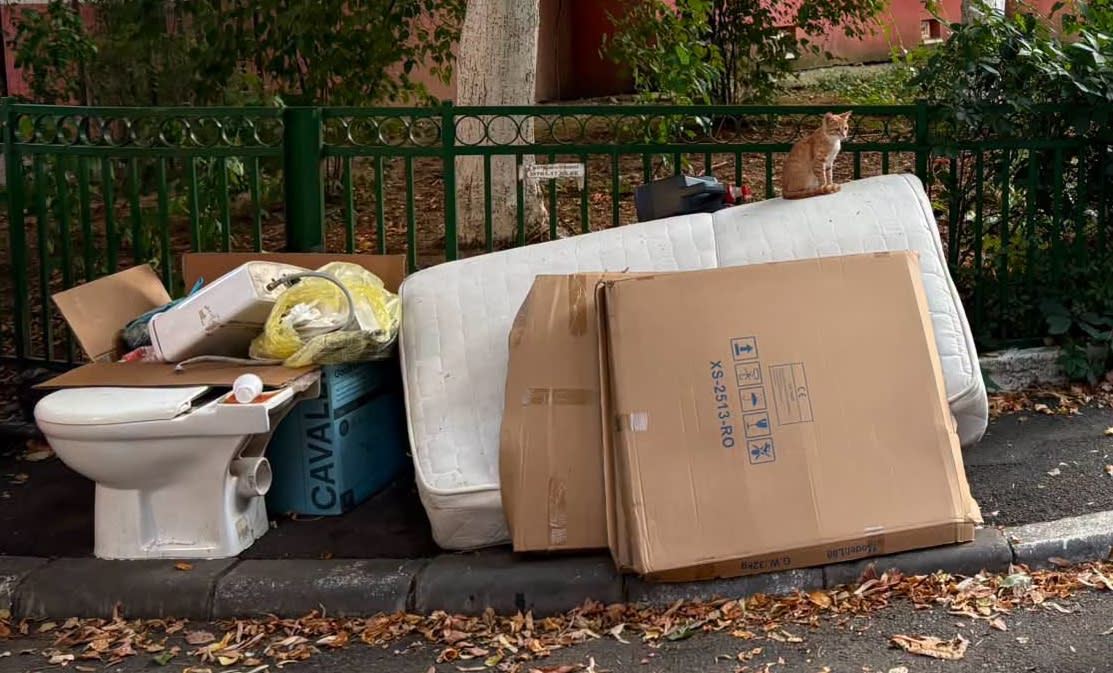 Pisică pe trotuar cu saltele și closet Pisică pe trotuar cu saltele și closet