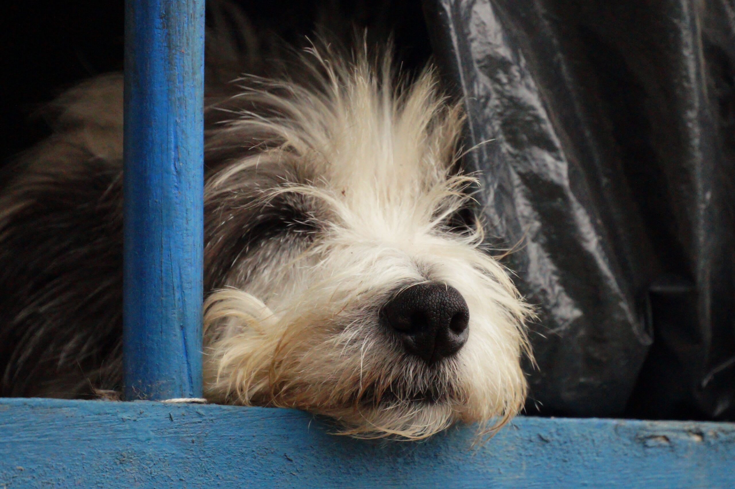 Femeie cu câine abandonat în natură, Vrancea, România Femeie cu câine abandonat în natură, Vrancea, România