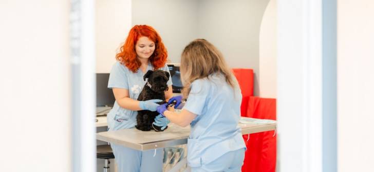 spital veterinar modern, echipe medicale, animale în clinica