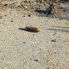 echipă pirotehnică intervenind pentru asanarea muniției echipă pirotehnică intervenind pentru asanarea muniției
