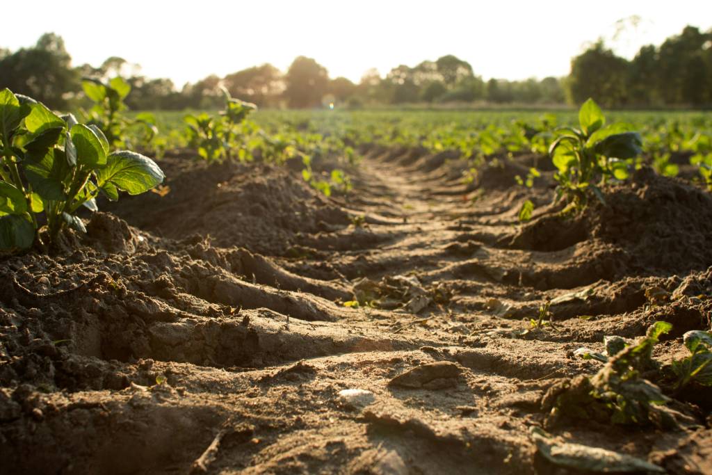 cultură agricolă afectată de secetă, fermieri și documente justificative