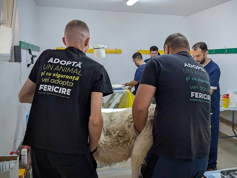 Peste 70 de animale sterilizate într-o zi în Recea, Maramureș