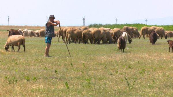 Buzău, inclus în zona de restricții din cauza suspiciunii de variolă la ovine și caprine