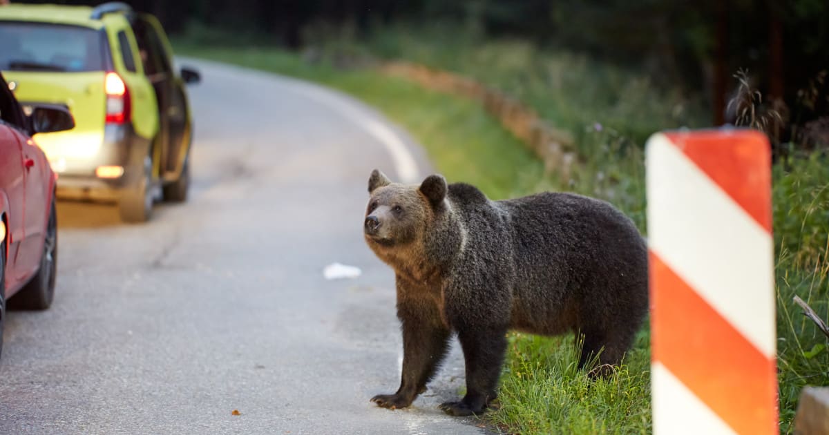 Un bărbat din Harghita a fost atacat de urs după ce mașina a lovit animalul pe DN 13A