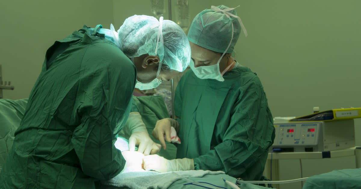 rinichi de porc modificat genetic în laborator rinichi de porc modificat genetic în laborator