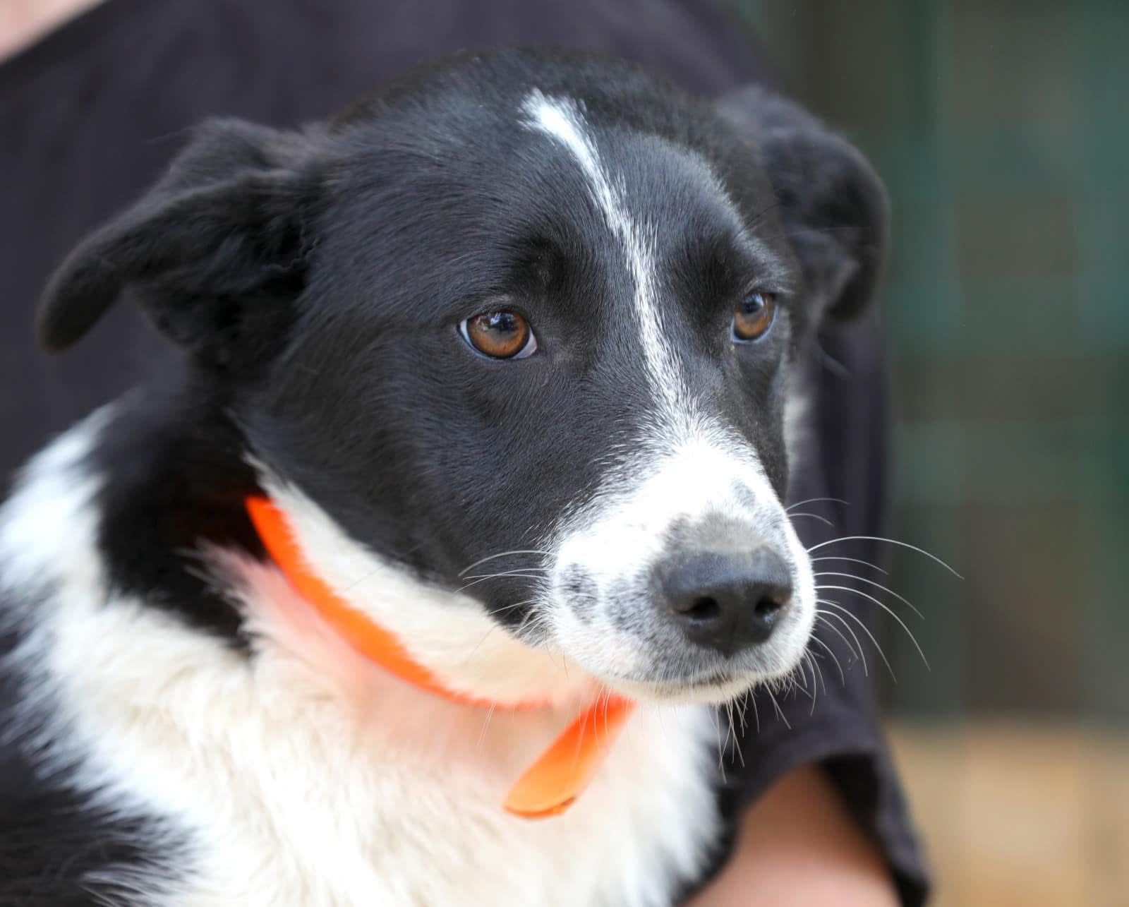 câini sterilizați în clinica veterinară din Constanța câini sterilizați în clinica veterinară din Constanța