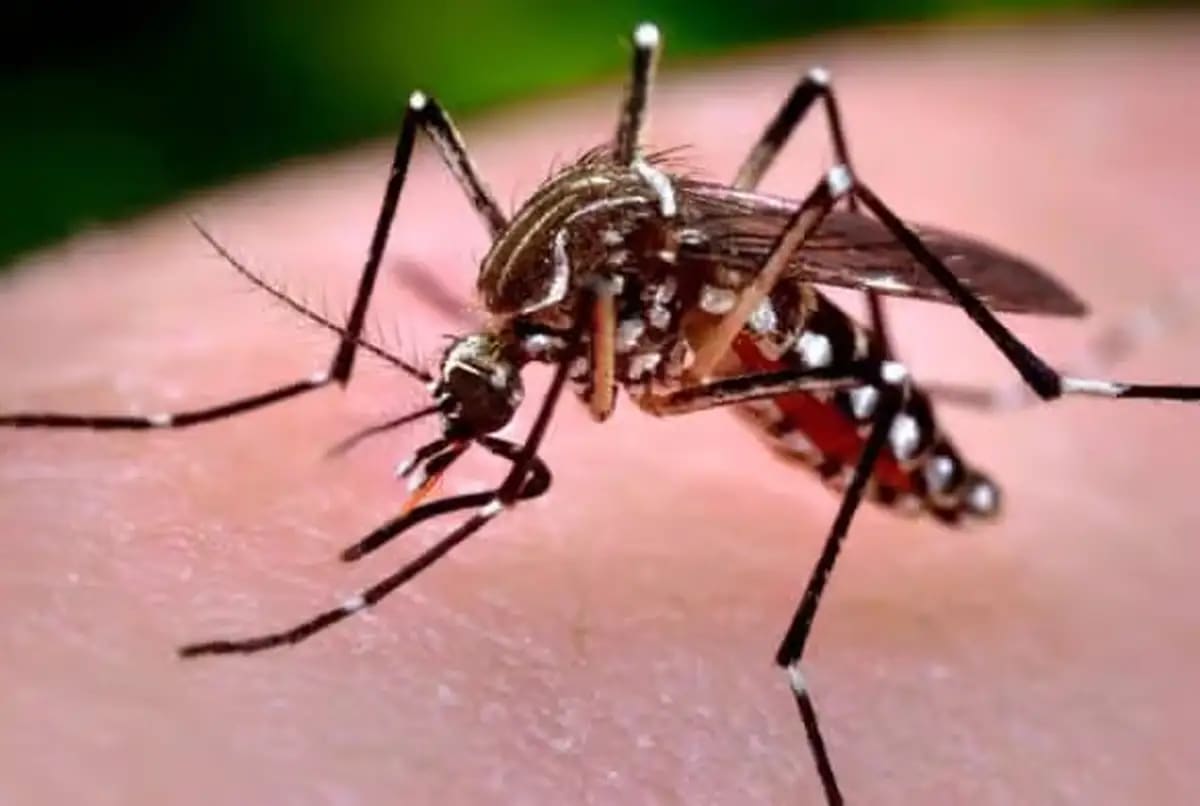 Aproape 60 de cazuri de infecție cu virusul West Nile în România, cu 3 decese la persoane vârstnice