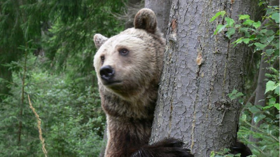 Ursoaică împușcată în Poiana Brașov, după mai multe incidente