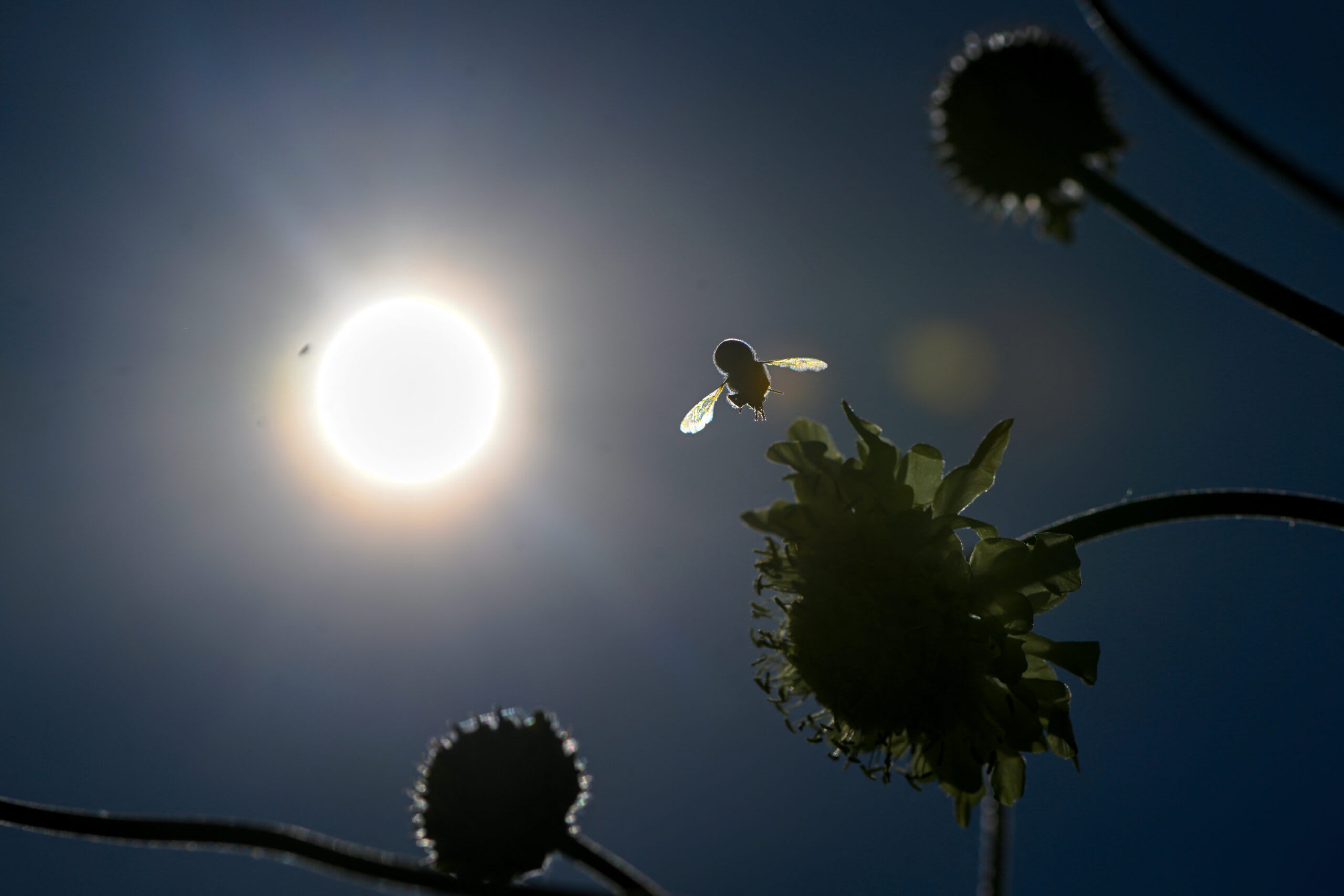 termometru indicând temperaturi ridicate, soare puternic termometru indicând temperaturi ridicate, soare puternic