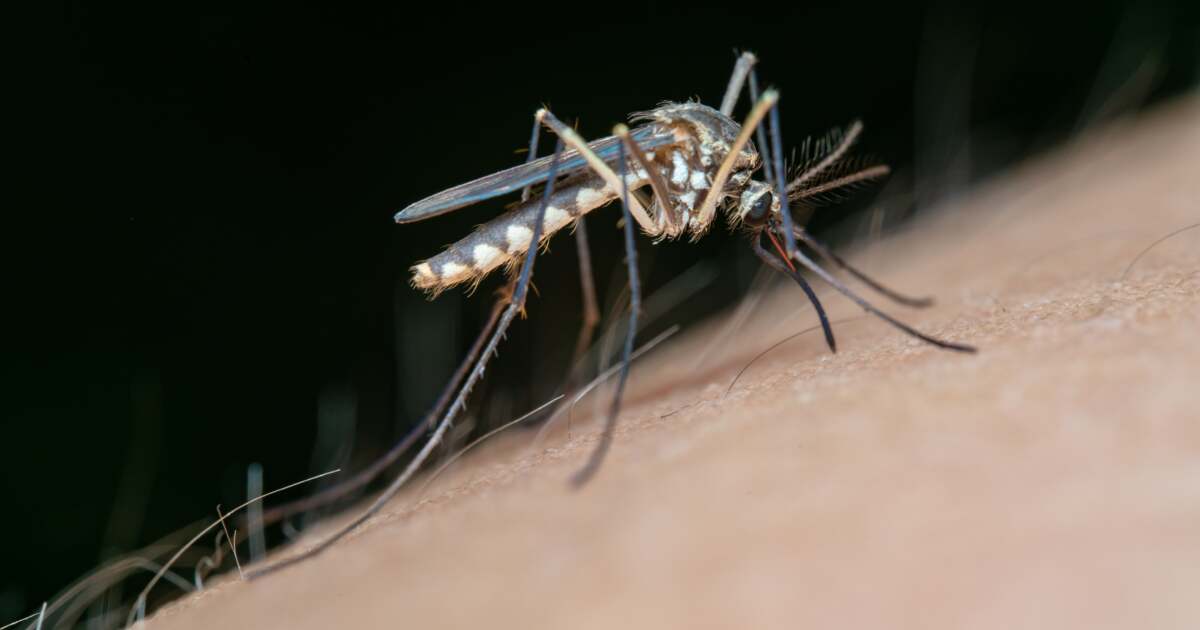 țânțar Aedes koreicus pe o plantă