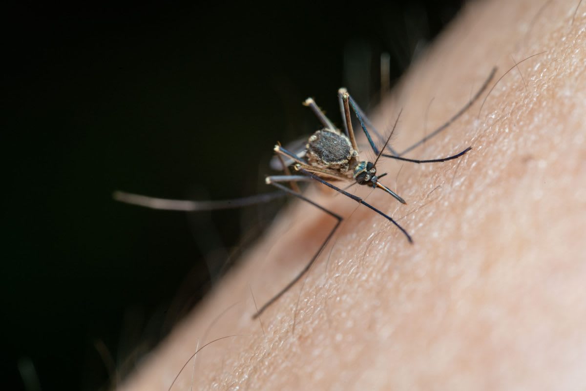 Cinci cazuri de West Nile confirmate în Galați și Brăila în ultimele 24 de ore, doi pacienți fiind în stare gravă