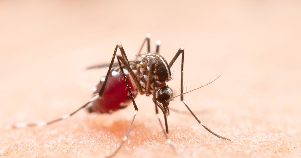 reprezentare grafică virus West Nile, țânțari, protecție reprezentare grafică virus West Nile, țânțari, protecție