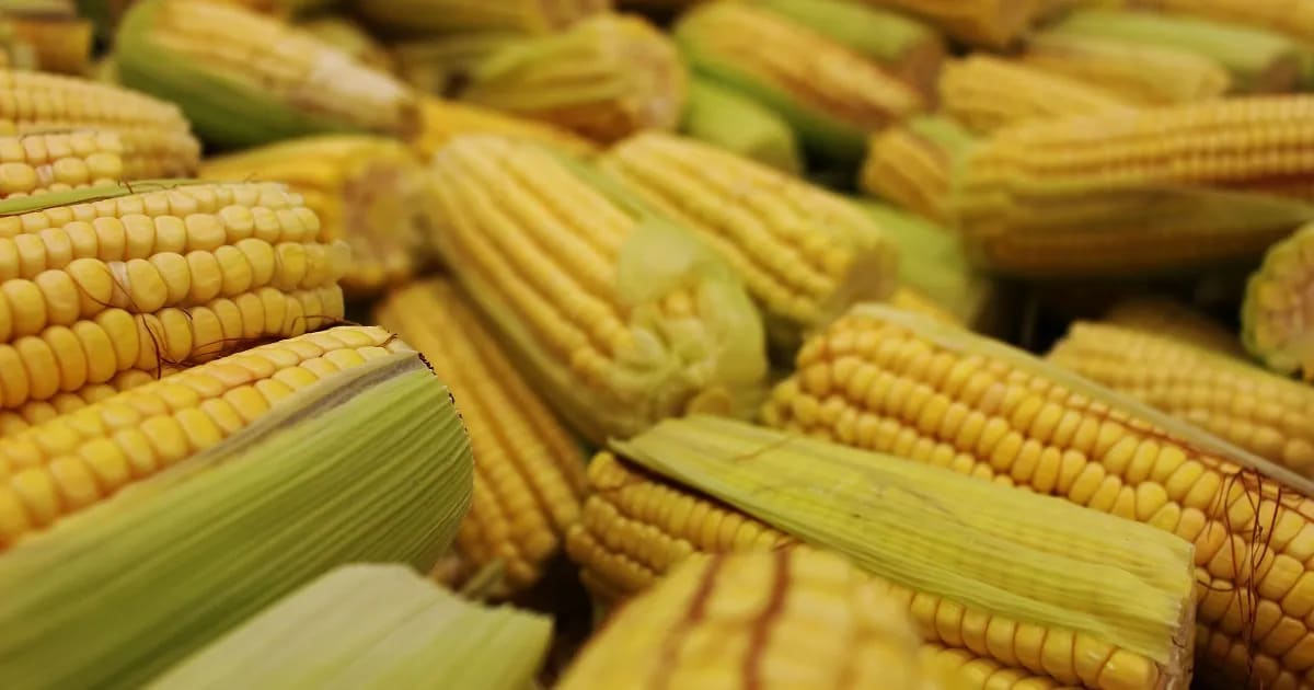 Producția de porumb din România a crescut, dar suprafața cultivată s-a redus