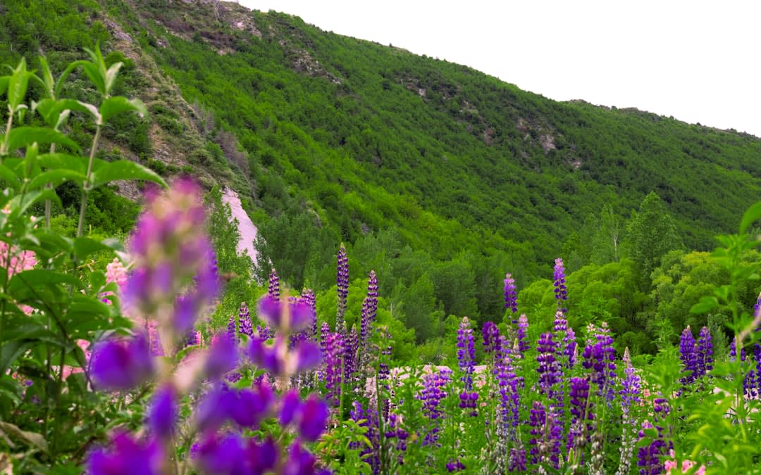 faună de stepă, mamifere, păsări și reptile în habitat natural faună de stepă, mamifere, păsări și reptile în habitat natural