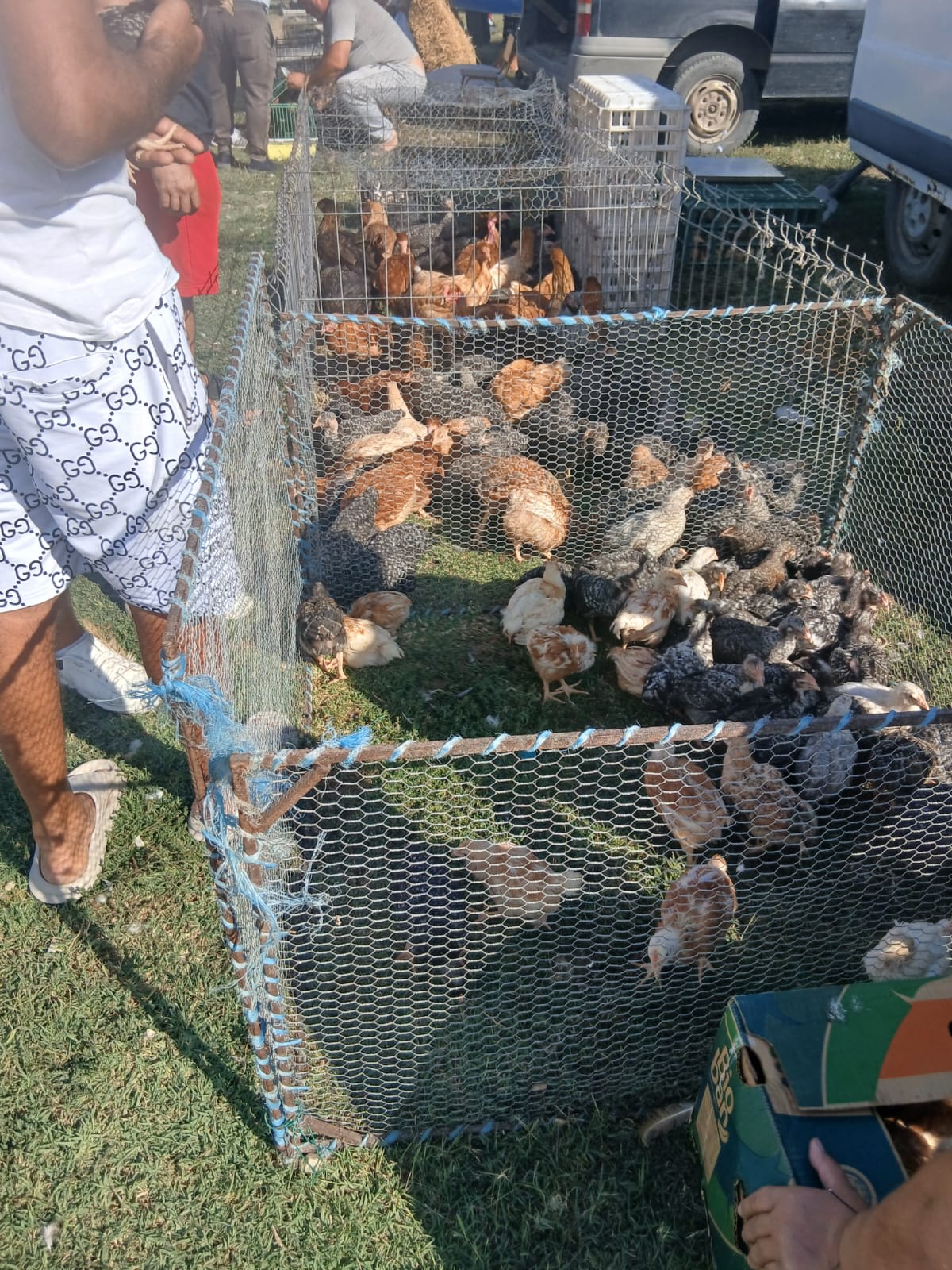 Deși au fost confirmate 3 focare de pestă porcină în Călugăreni, în ciuda restricțiilor, duminică în târg se vindeau animale și baloți de lucernă