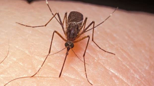 Un nou caz de infecție cu virusul West Nile confirmat în Teleorman
