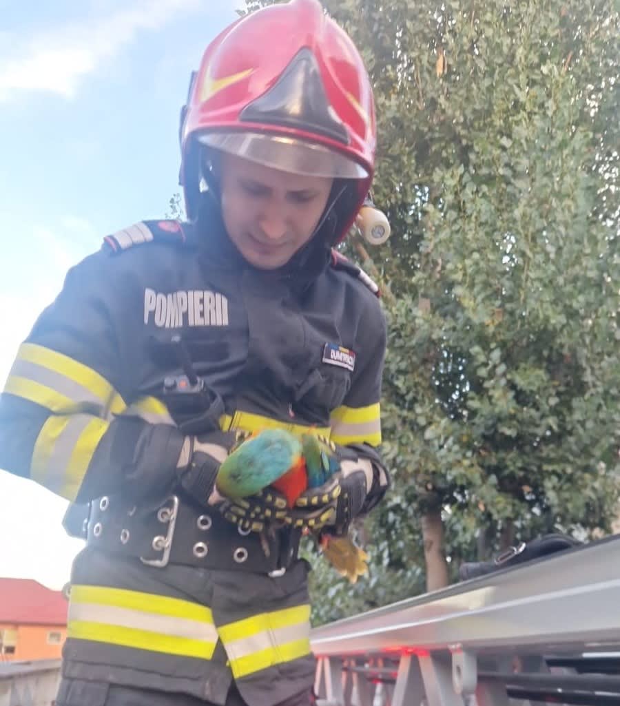 pompieri recuperând papagal exotic cu autoscara la Tulcea pompieri recuperând papagal exotic cu autoscara la Tulcea