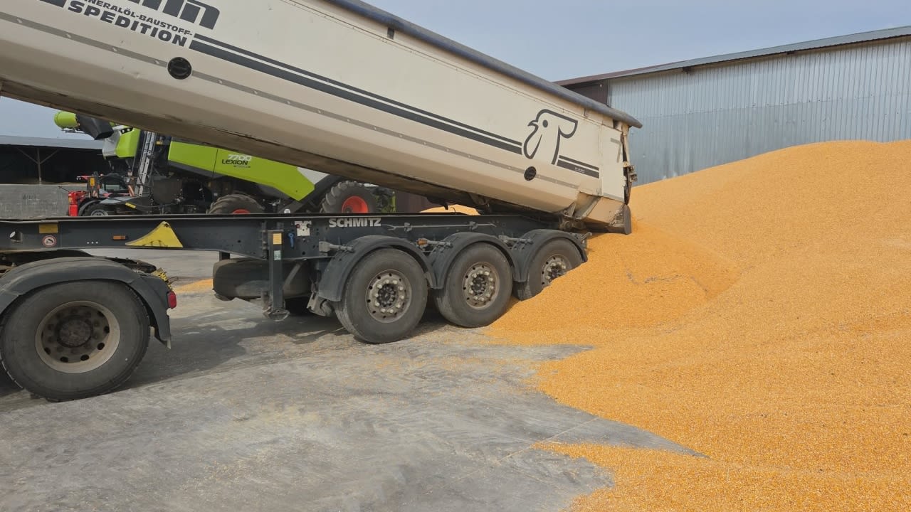 Recoltarea porumbului a început în județul Ilfov, cu producții de peste 6 tone/ha