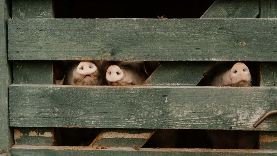 Trei noi focare de pestă porcină africană confirmate în Buzău