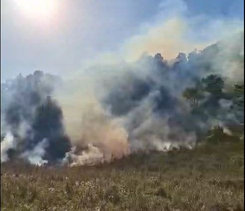 Incendiu de vegetație în zona Bâtca Domnei - Agârcia, Neamț