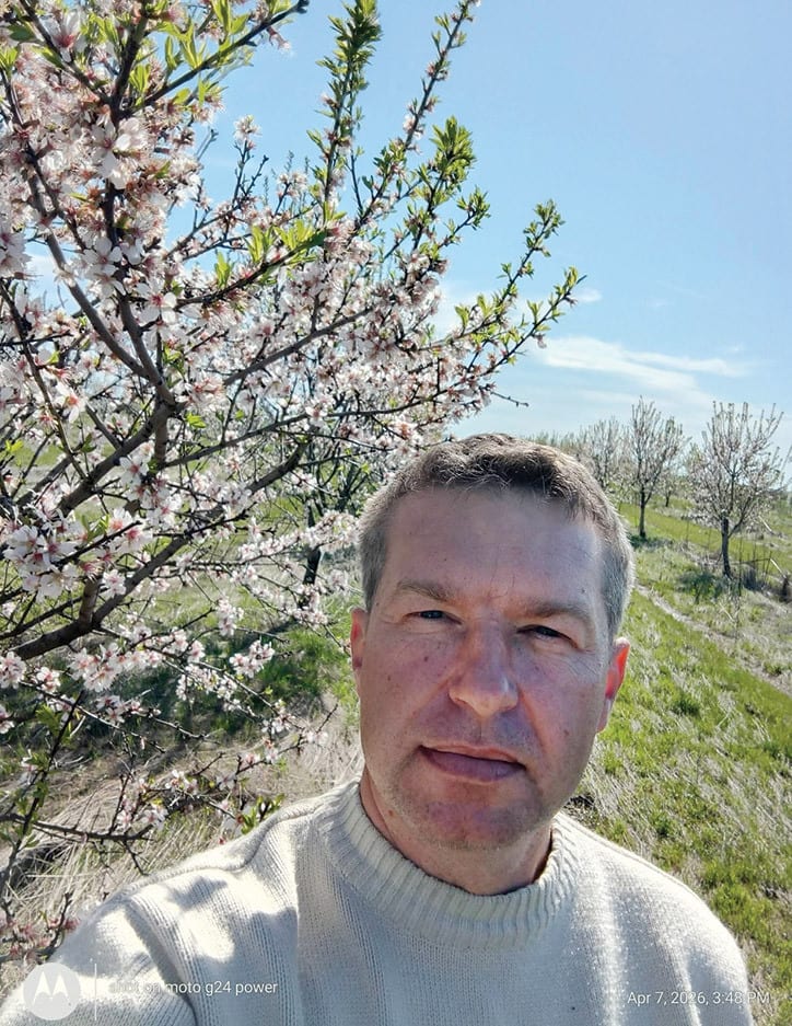 livadă de migdal ecologic în Teleorman, pomi încărcați cu rod livadă de migdal ecologic în Teleorman, pomi încărcați cu rod