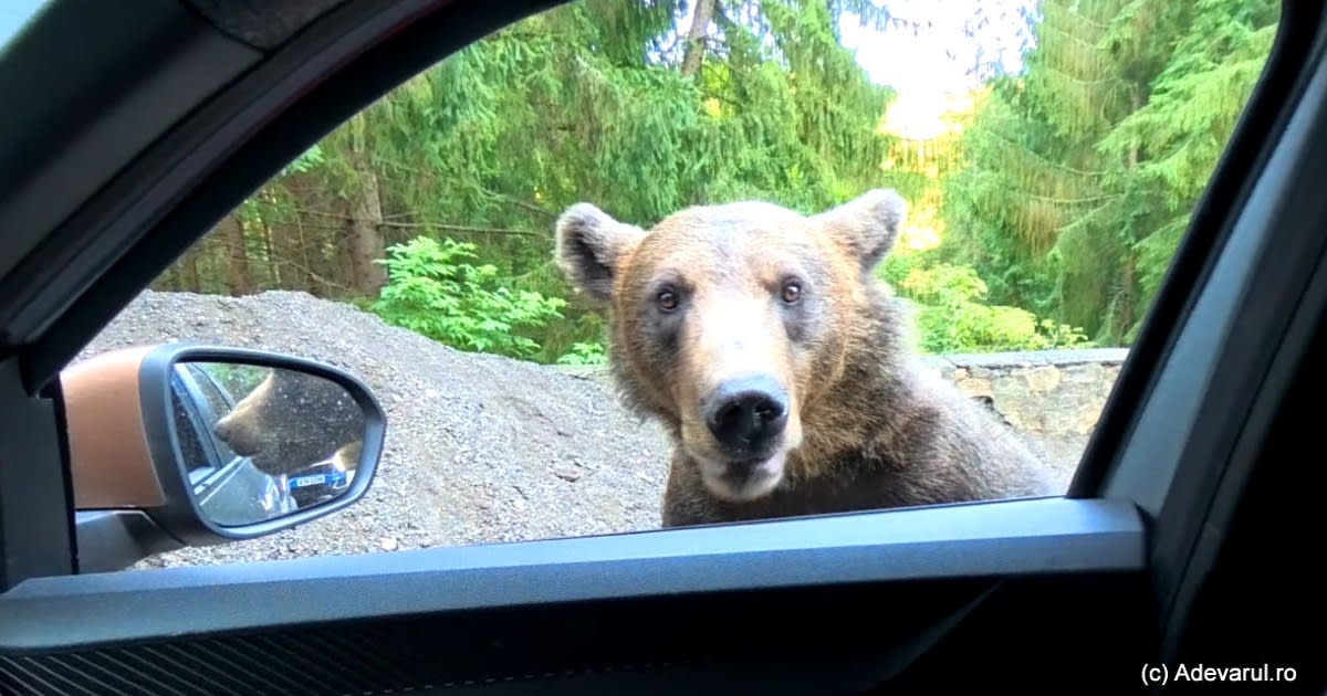 Urșii au recucerit Valea Jiului, după un secol și jumătate. Alerte frecvente în orașele miniere care revin la sălbăticie