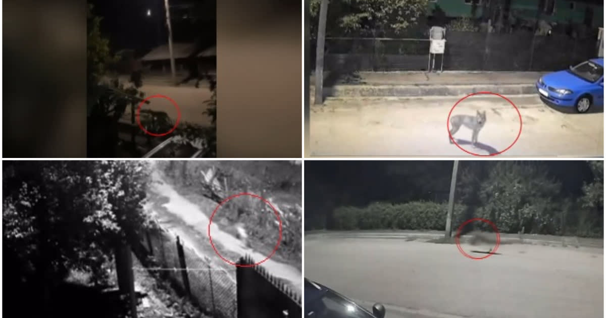 Localitatea din Hunedoara, terorizată de lupi care intră în gospodării și ucid animale