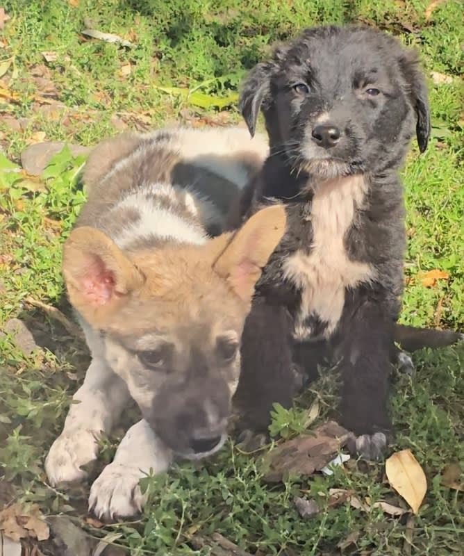 Adăpostul de Câini din Piatra Neamț invită la adopție