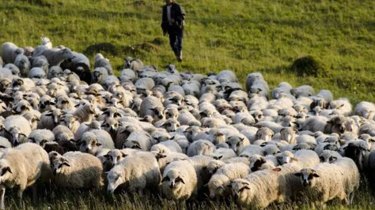 AUR cere despăgubiri corecte pentru oierii din Buzău după sacrificarea animalelor din cauza variolă