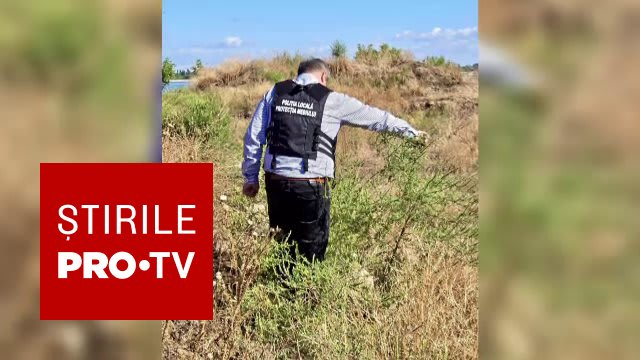 Sute de terenuri din București au fost amendate pentru ambrozie