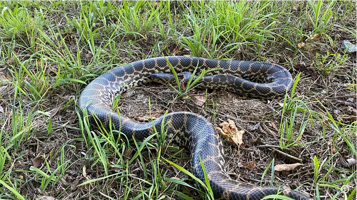 O anacondă de peste doi metri, descoperită pe malul Dunării în Bavaria