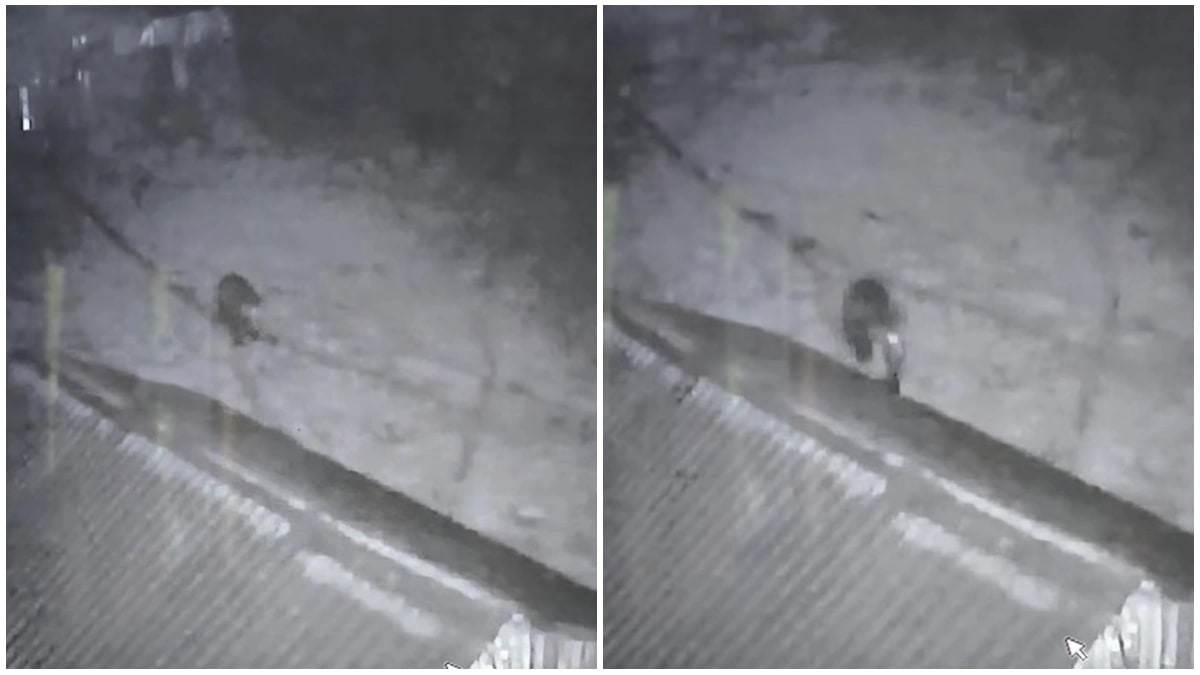 Un urs a intrat într-o curte din Buhuși, luni dimineață, surprins de camere