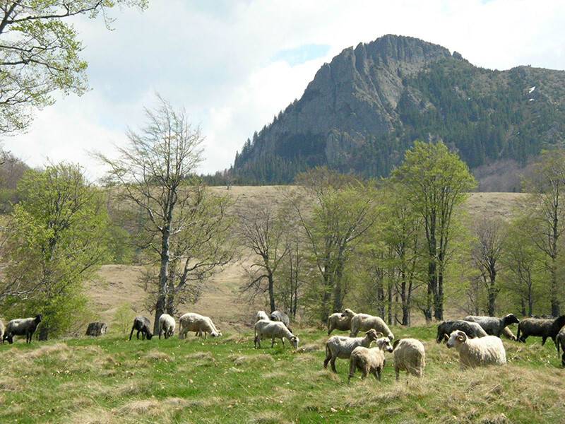 peisaj natural în zona Eco Maramureș, munți și pădure peisaj natural în zona Eco Maramureș, munți și pădure
