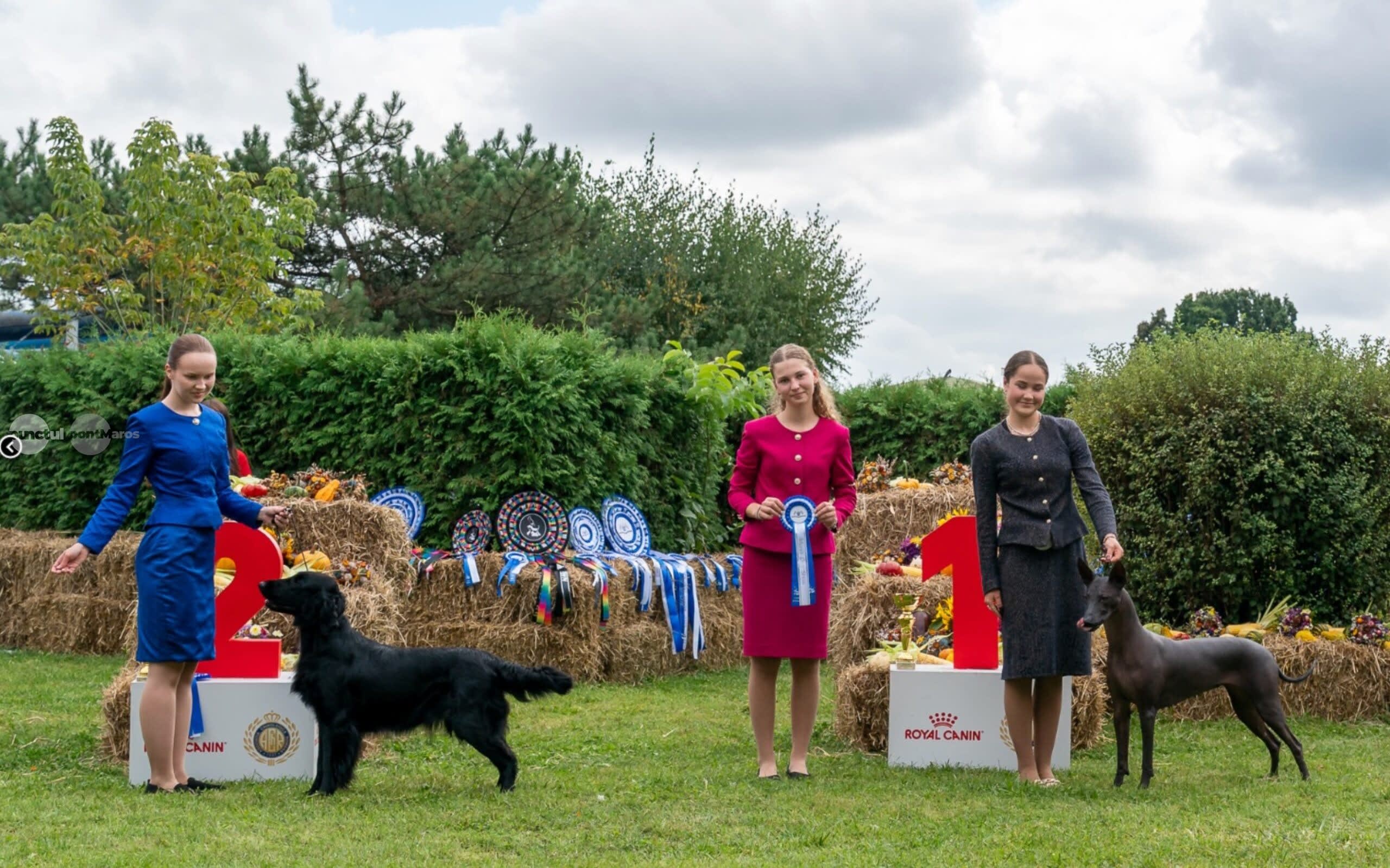 Expoziție canină europeană la Târgu Mureș cu rase rare și participare internațională
