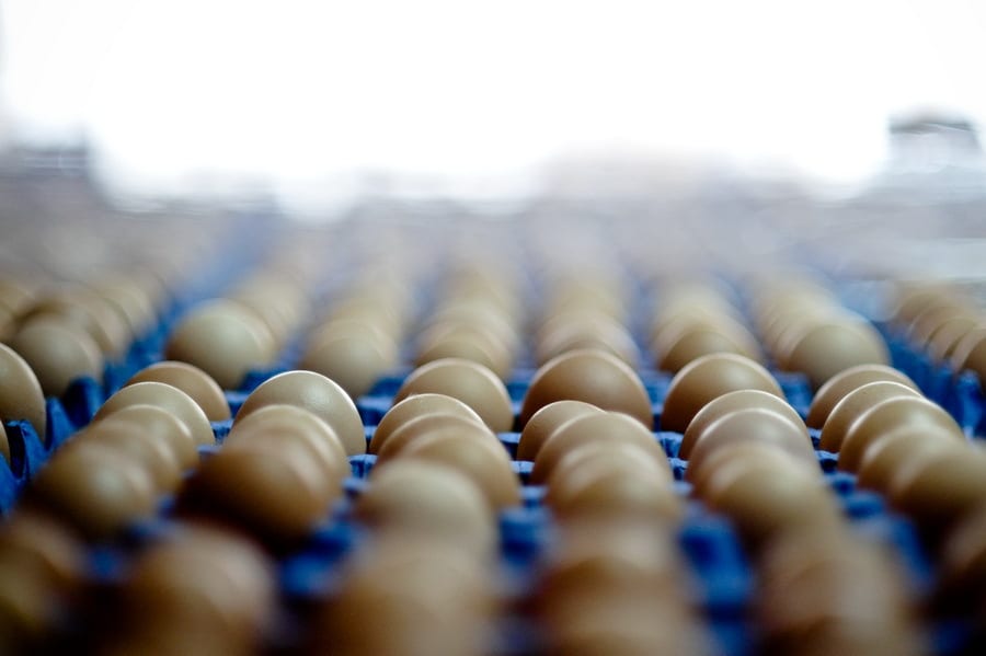 Producătorul de ouă Super Eggs Brăila și-a triplat profitul în 2025, atingând 61,4 milioane de lei