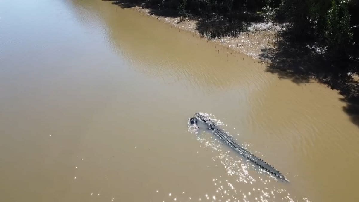 Râul Fitzroy, locul probelor de canotaj la Jocurile Olimpice 2032, va avea crocodili