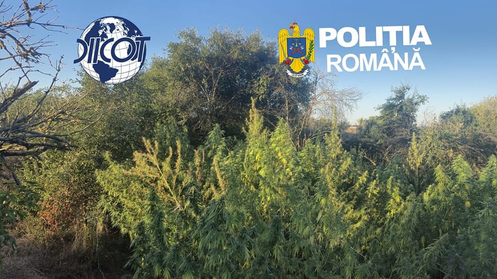 descoperire cultură canabis în Caraș-Severin, anchetă DIICOT descoperire cultură canabis în Caraș-Severin, anchetă DIICOT