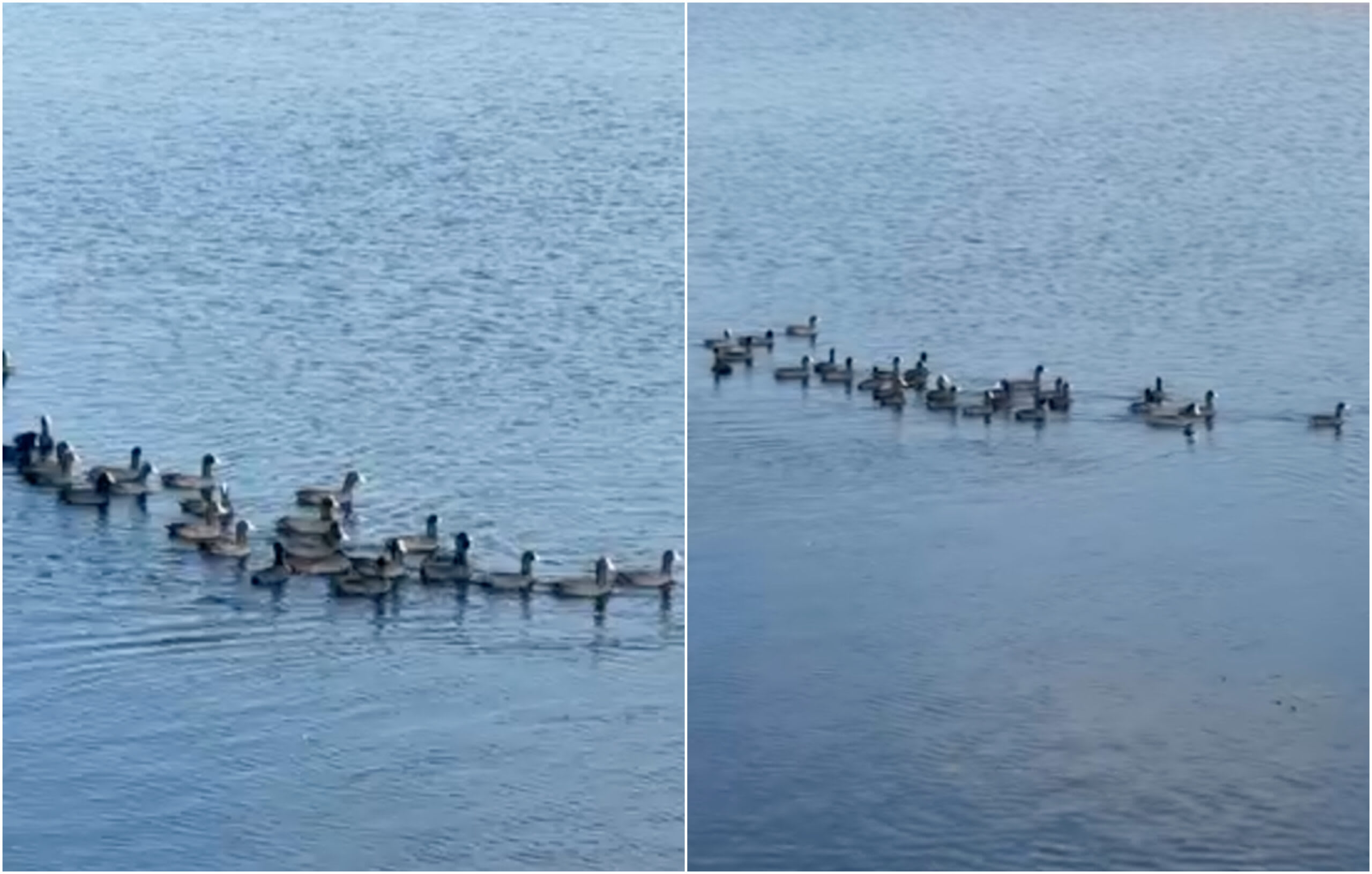 Lișițele s-au mutat pe Lacul Morii cu o zi înainte de deschidere