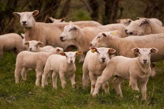 MADR acordă sprijin de circa 50.000 euro pentru fermele de ovine și caprine