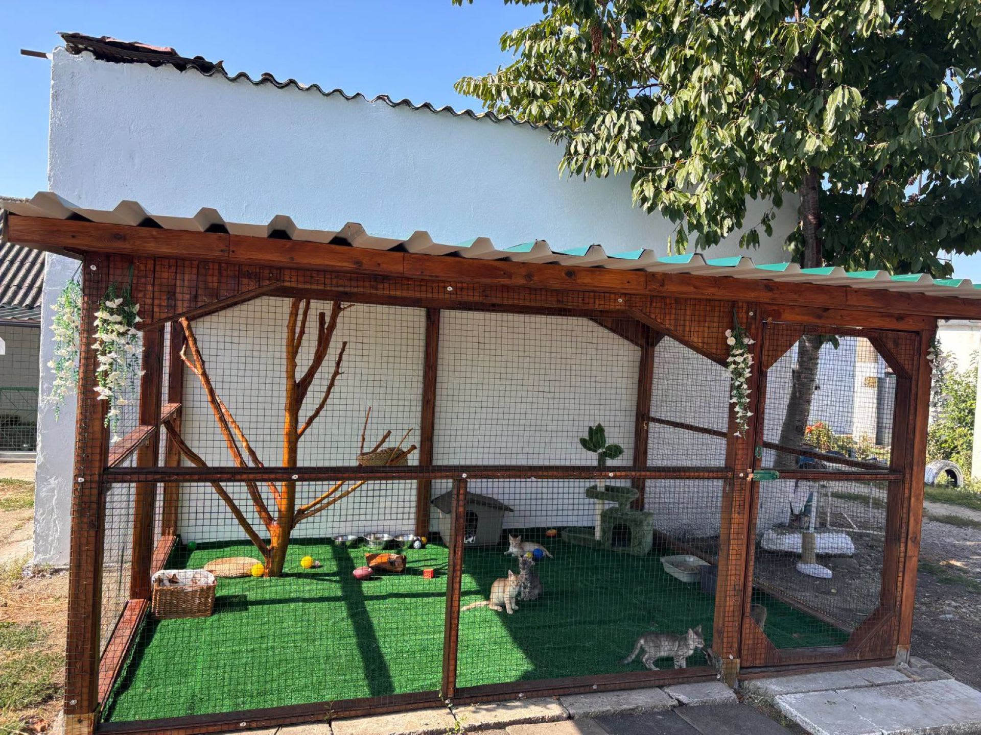 O familie de pisici de la ASPA Bragadiru, dată spre adopție