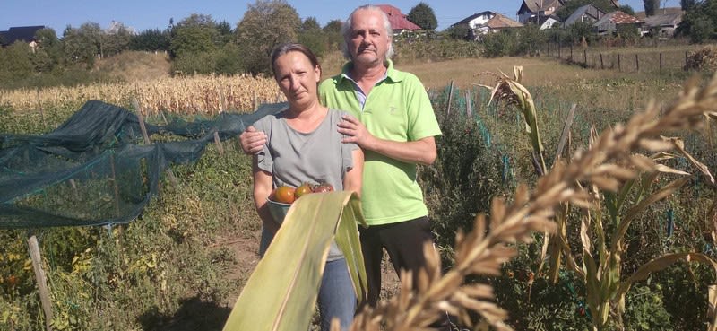 grădină cu soiuri vechi de tomate și semințe bio în Piatra Neamț grădină cu soiuri vechi de tomate și semințe bio în Piatra Neamț
