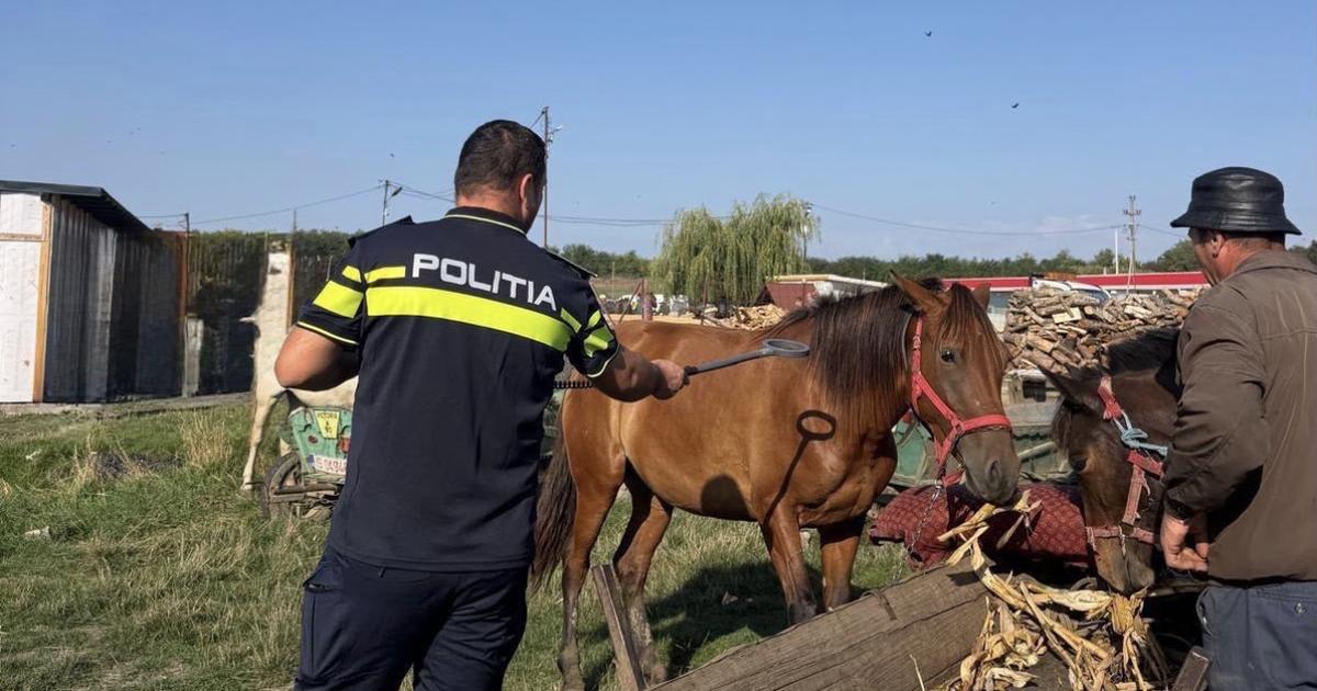 Polițiștii din Iași au verificat târgul de animale din Țigănași